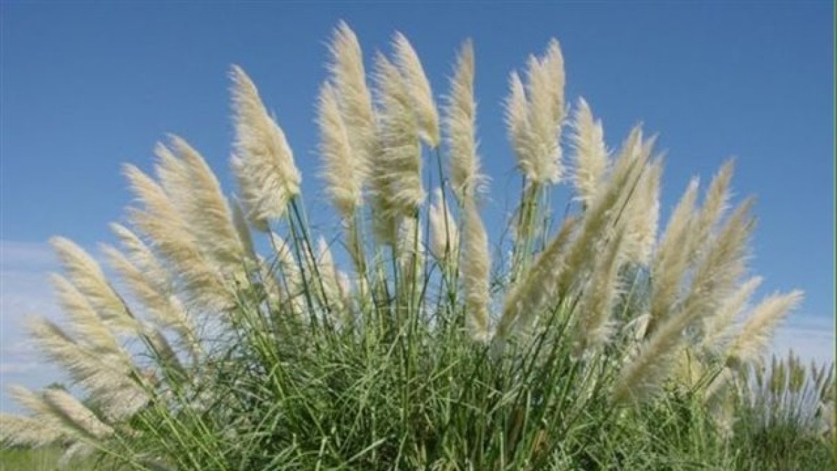 Plumero de la Pampa.