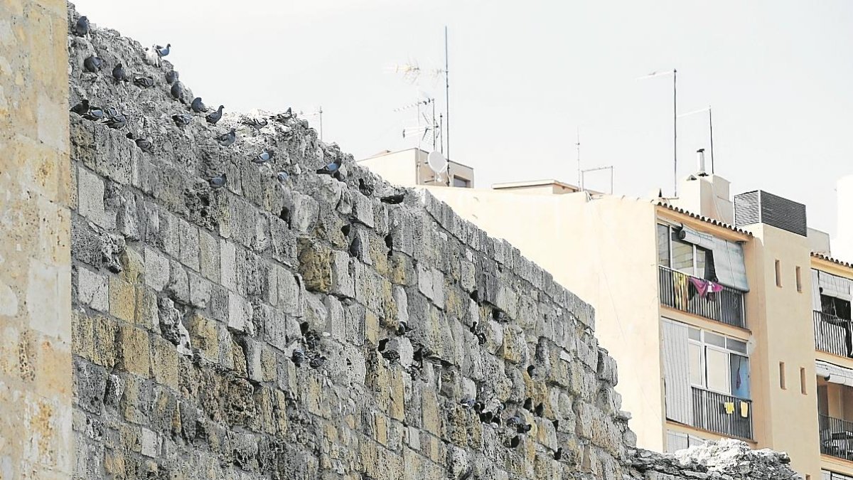 Casi cada agujero de este tramo de la muralla está colonizado por las palomas.