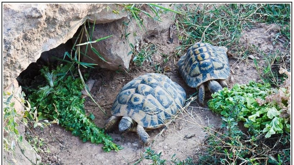 Tortugas, un centro para conocerlas de cerca