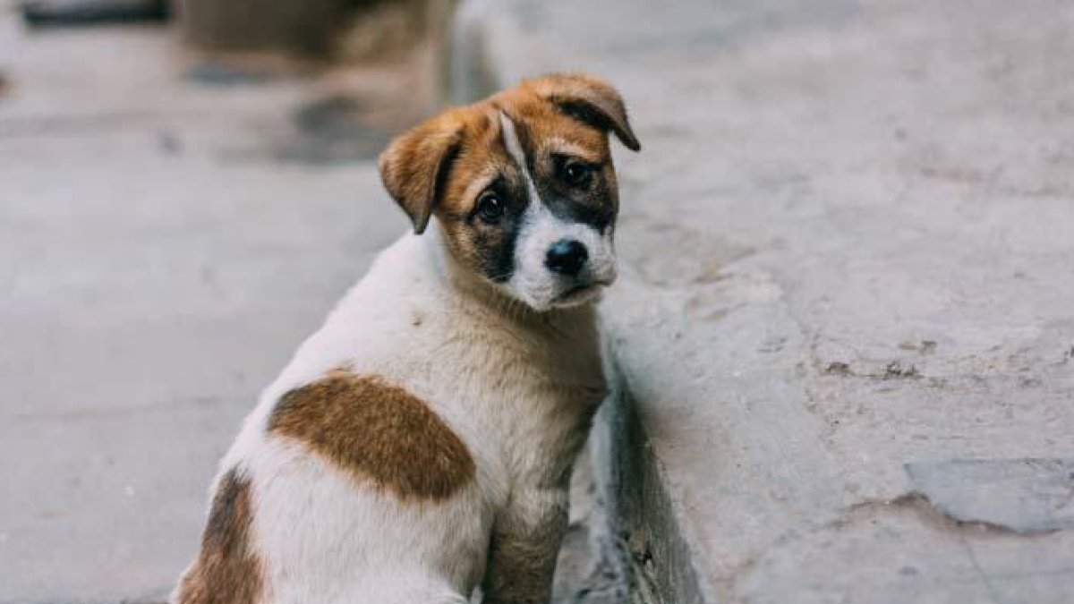 La aplicación permite agilizar la localización del animal.