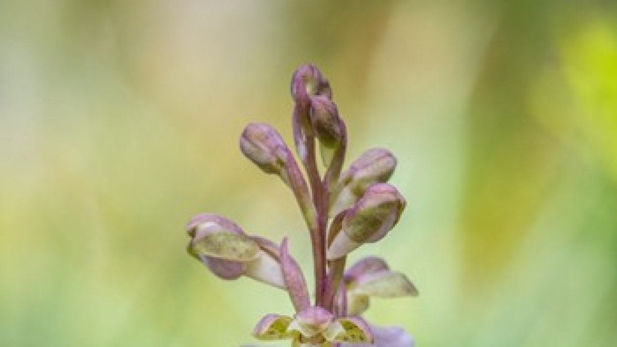 L'orquídia 'Orchis cazorlensis', en perill d'extinció, només està a l'Ebre
