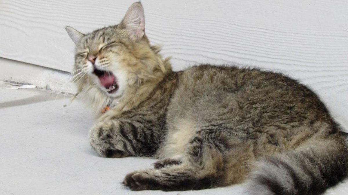 Varias personas hacen explotar un petardo en la boca de un gato