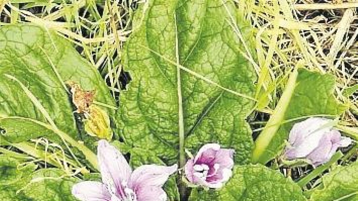 MANDRÁGORA. Contiene numerosas virtudes mágicas. Evita los ataques de cualquier propiedad negativa. Es altamente protectora y dominante ya que se asocia con el elemento del fuego. Va muy bien para meditar. Los especialistas en aromaterapia explican que su uso más extendido es en el amor, la pasión y la sexualidad y es ideal para contrarrestar los efectos negativos de Saturno. Potencia cualquier petición, la multiplica y atrae la fortuna y la suerte.