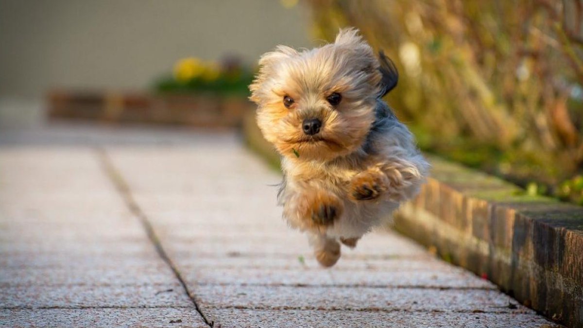 Imagen de archivo de un perro