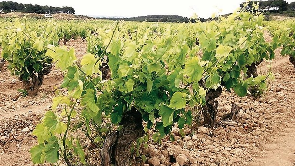 Los ganadores podrán disfrutar de un fin de semana en la Terra Alta, entre viñedos.