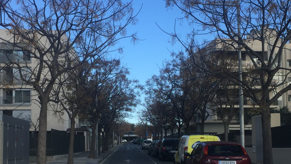 Las calles arboladas ayudan a ahorrar energía.
