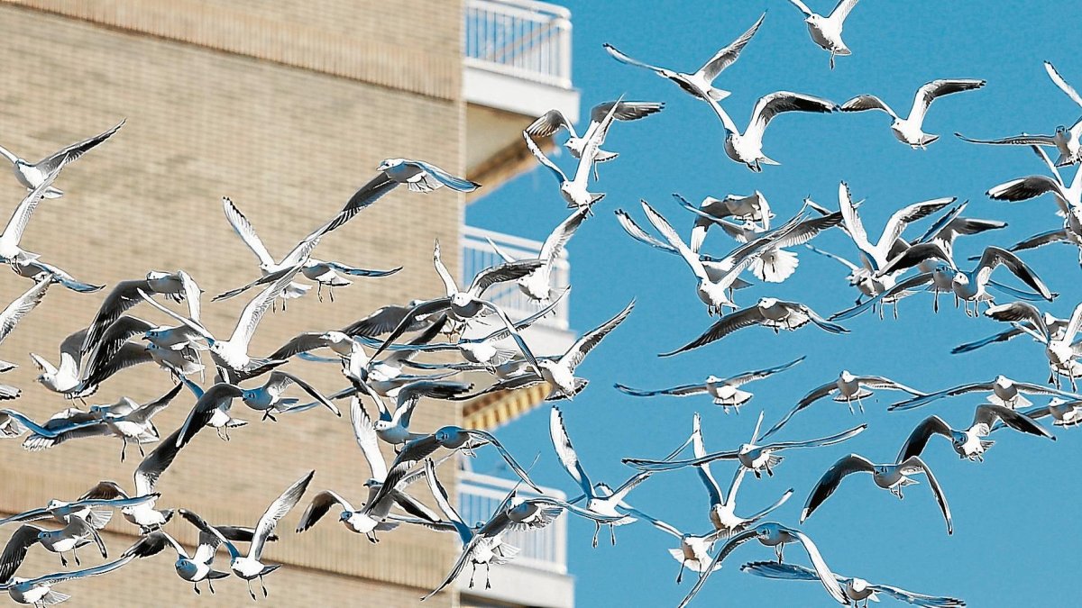 Gaviotas patiamarillas, la especie que ya puede considerarse de la ciudad.