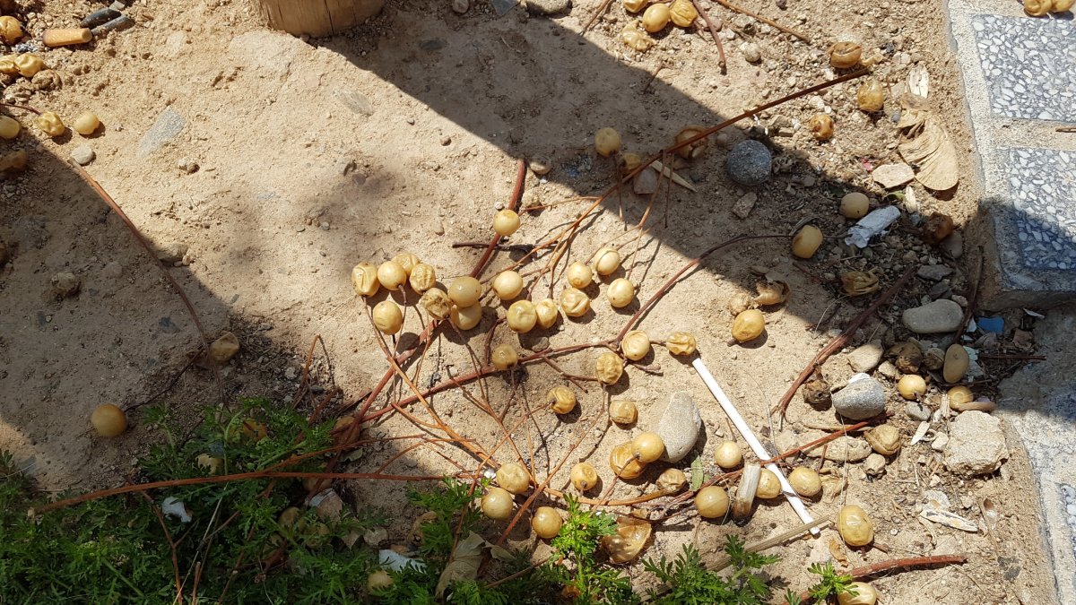 Imagen de numerosas drupas en el suelo, junto a uno de los árboles.