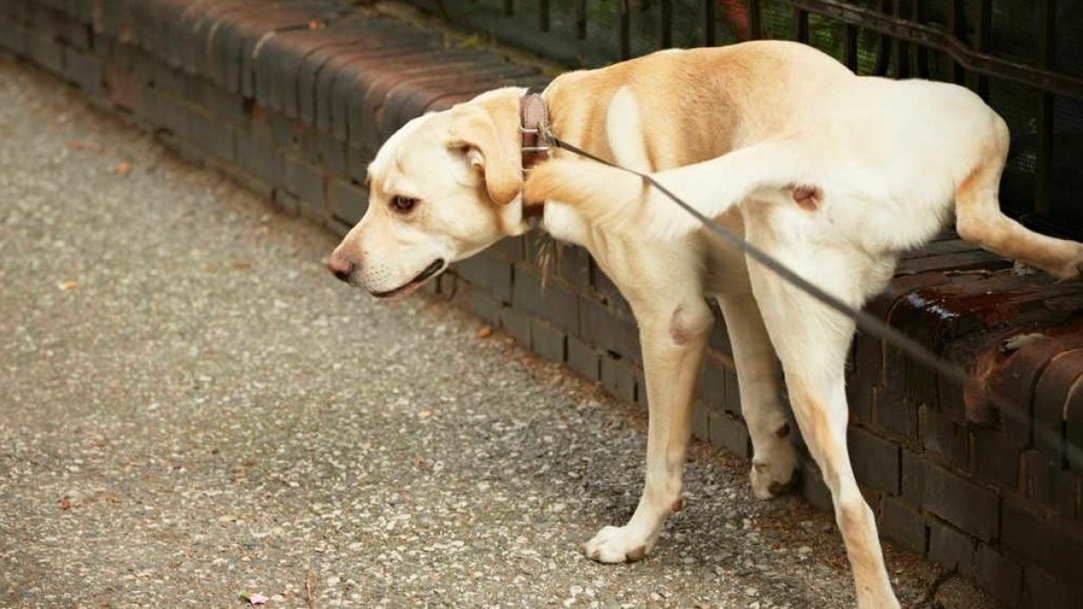Lo que dice la nueva ordenanza municipal sobre los animales