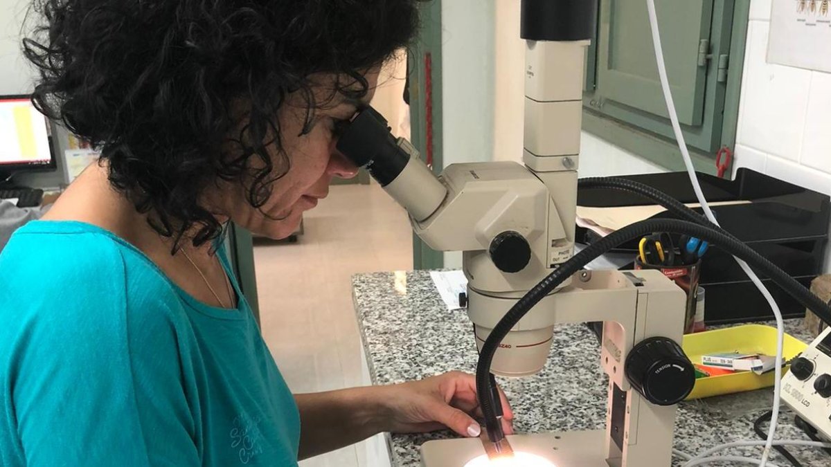 El Consorci de Polítiques Ambientals fa un seguiment del mosquit tigre a l’Ebre
