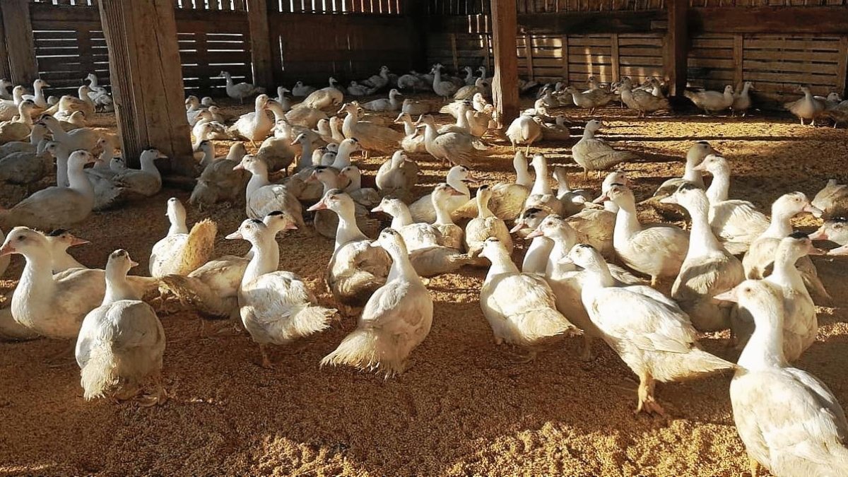 La granja Luisiana, dedicada a la cria d’ànecs a Deltebre, té les instal·lacions adaptades.