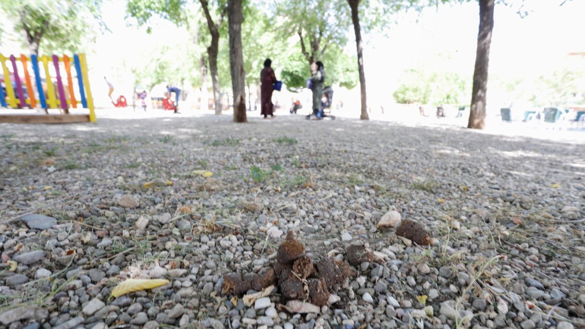 Los parques son de los sitios que más preocupan, un ejemplo es esta zona de juegos de Bonavista.