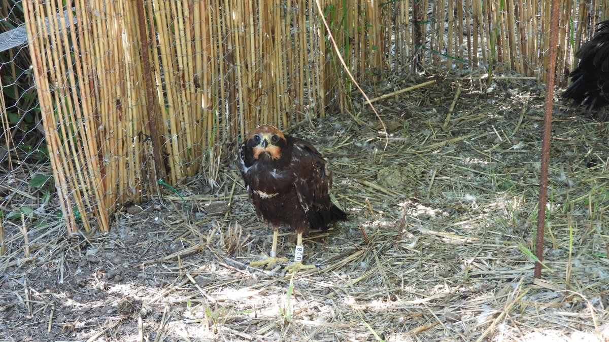 Una de les arpelles de la reserva