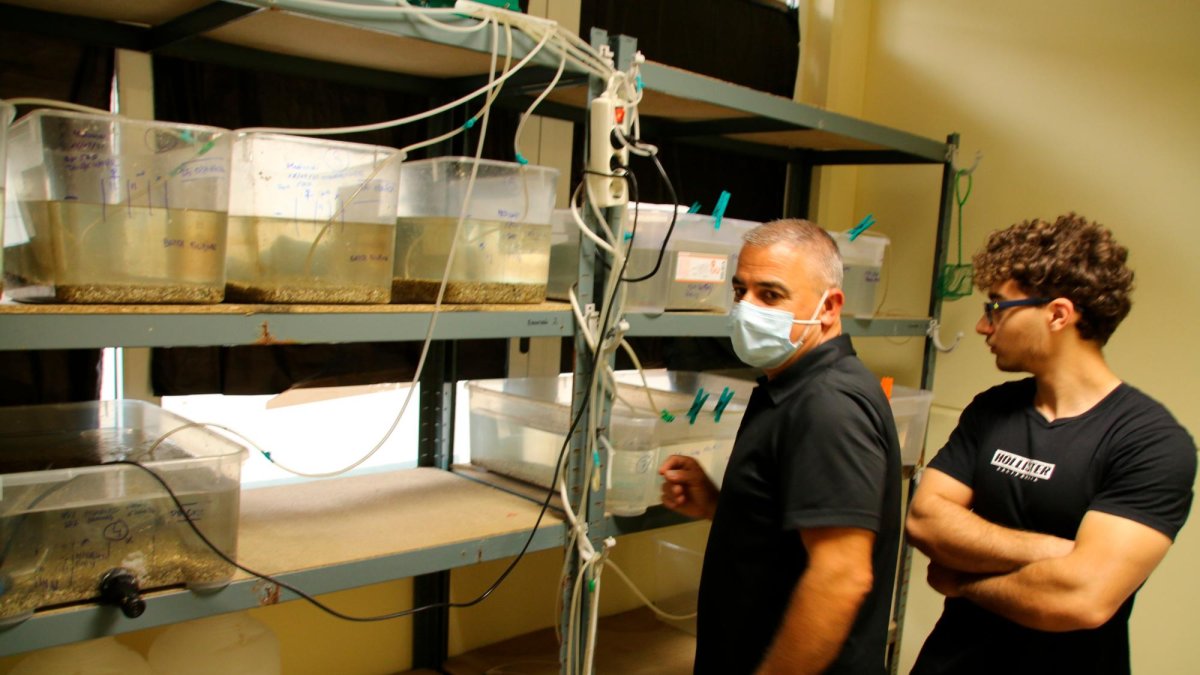 El laboratorio de Vila-seca que ‘fabrica’ comida para langostinos