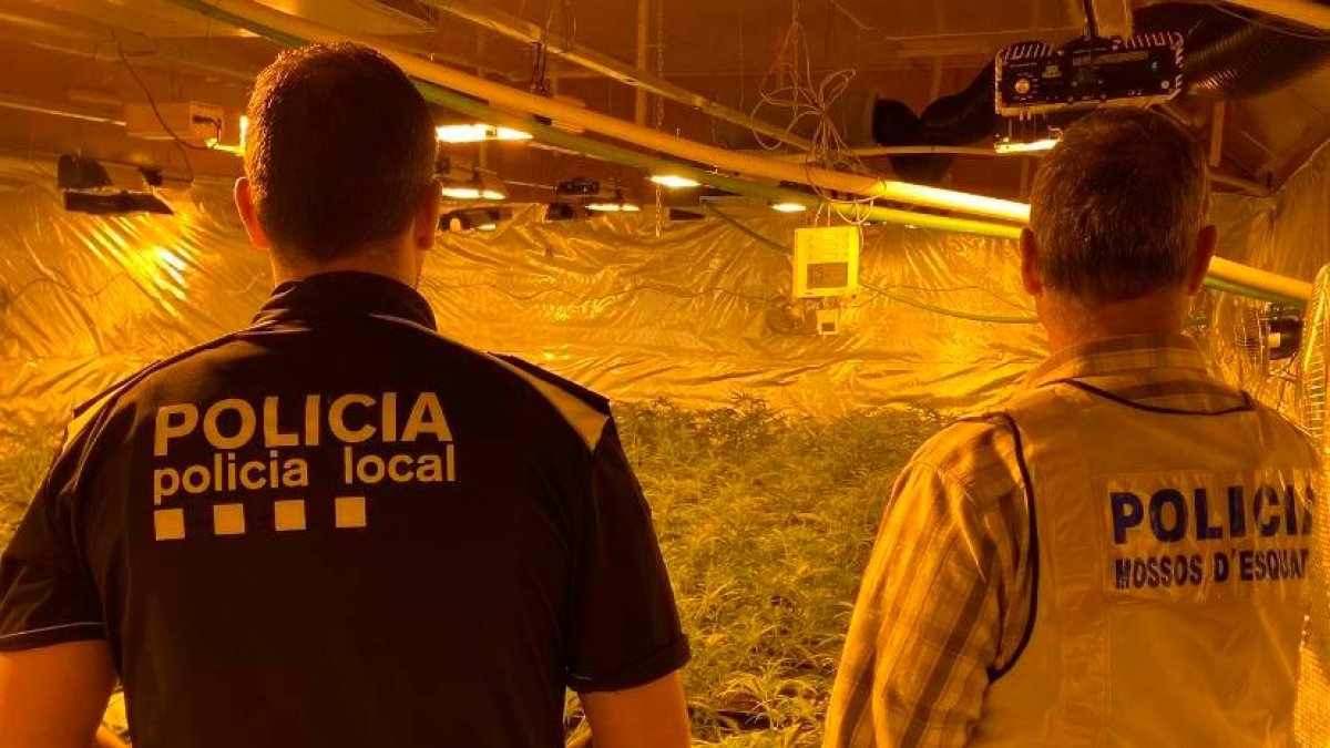 Imagen de archivo de una plantación de marihuana con la participación de la Policía Local y Mossos.