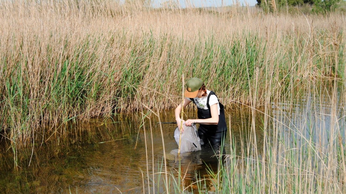 Los ecologistas realizaron un control en las lagunas de Les Madrigueres.