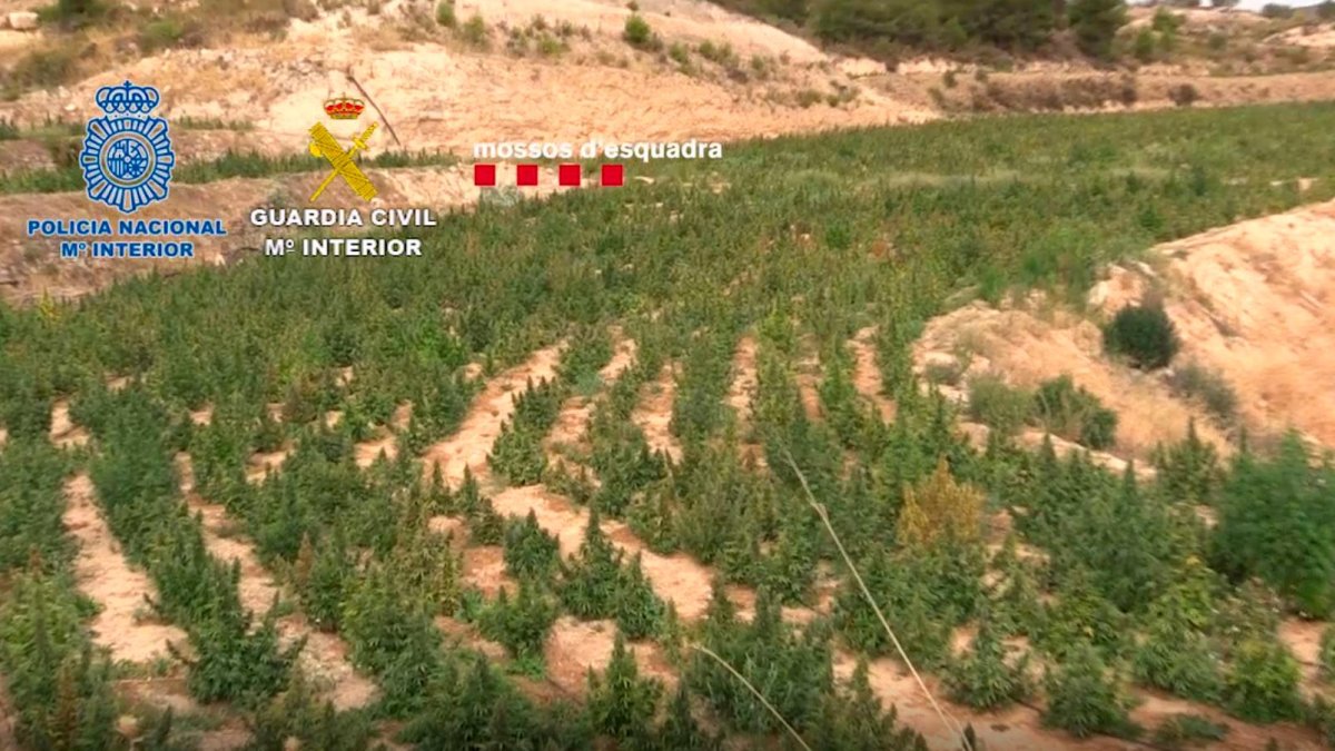 Las plantaciones de marihuana estaban ocultas entre otras de cáñamo legal.