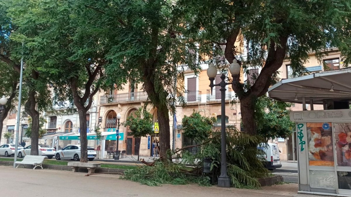 Imagen de un árbol caído en Tarragona por un temporal de viento.