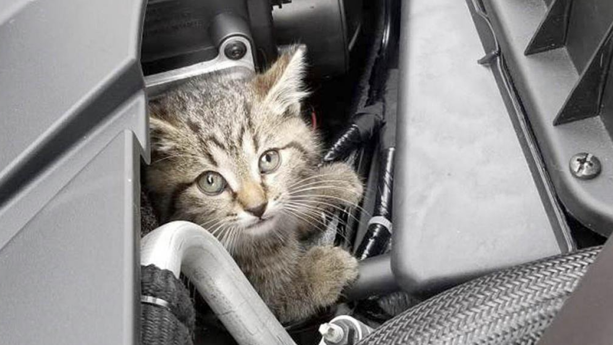 Un simple gesto que puede salvar la vida a un gato