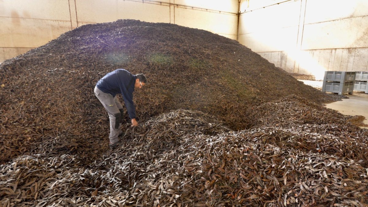 Un magatzem de garrofes de les Terres de l’Ebre, en una