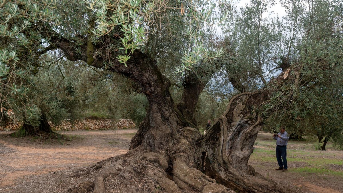 Els propietaris d’oliveres monumentals exigeixen ajuts