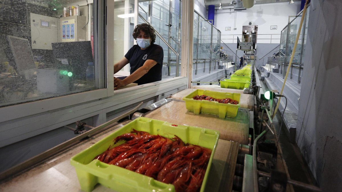 La subasta en la lonja de la Confraria de Pescadors.