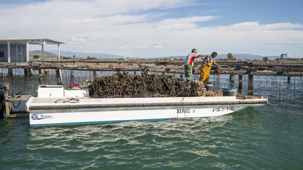 Una batea de producció de musclos i ostres al delta de l’Ebre.