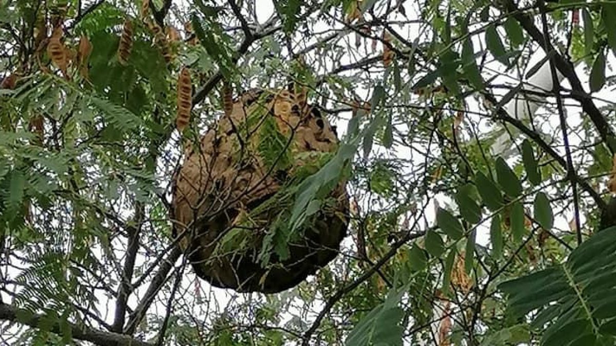 El enjambre de velutinas retirado en El Vendrell.
