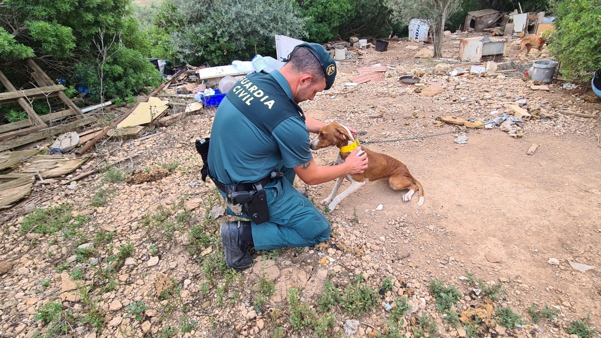 Imagen de uno de los animales rescatados en la finca de l'Ampolla. Cedida