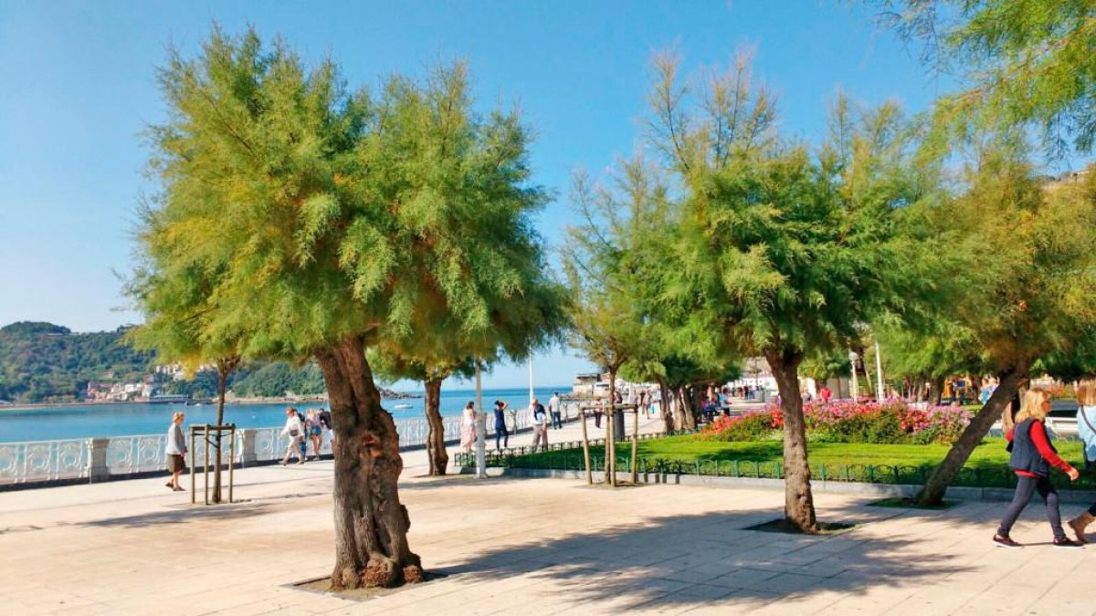 Tamariscos en Donosti.