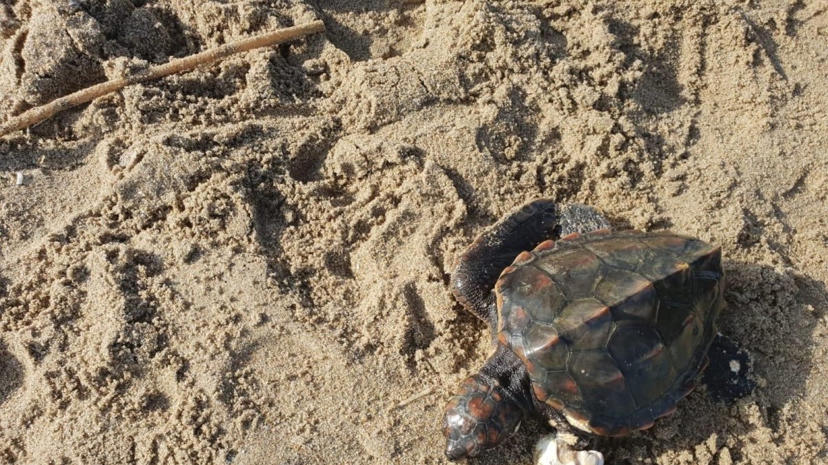 El ejemplar rescatado en la playa de Sant Salvador.