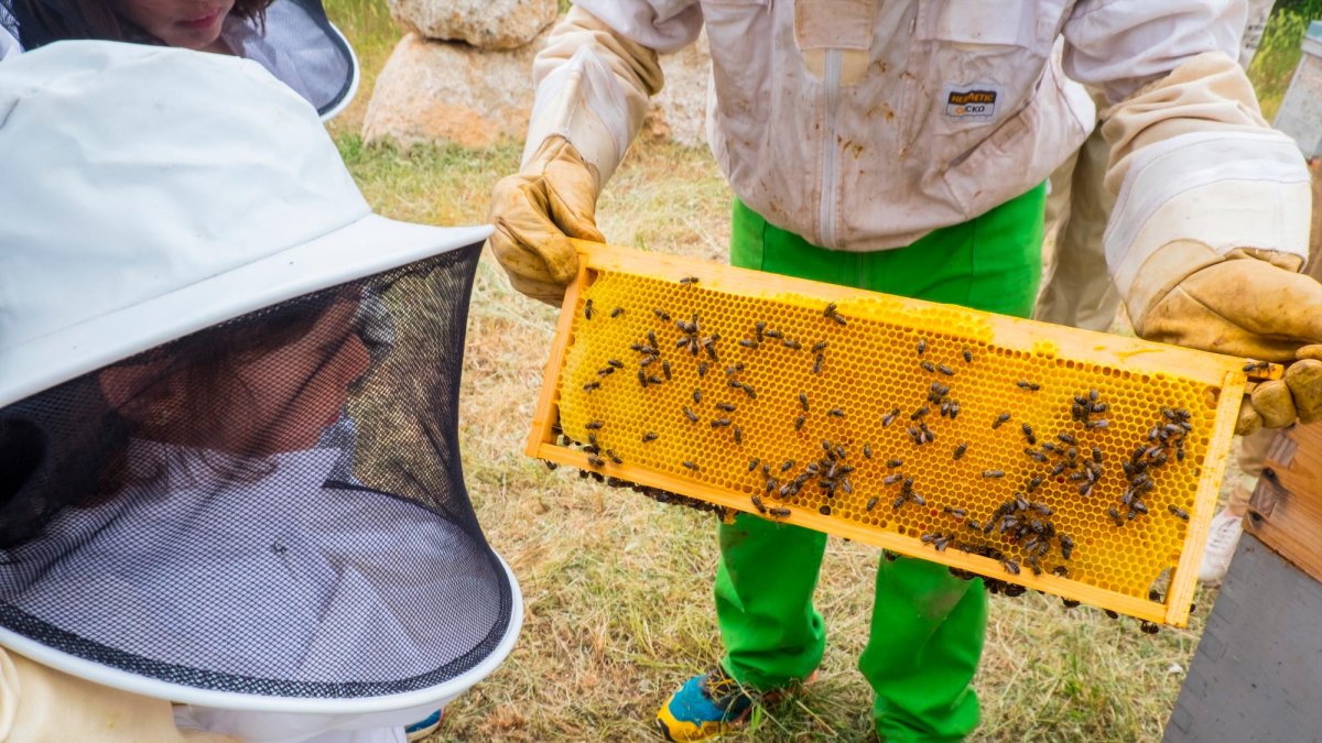La actividad permite observar de cerca las abejas con total seguridad.