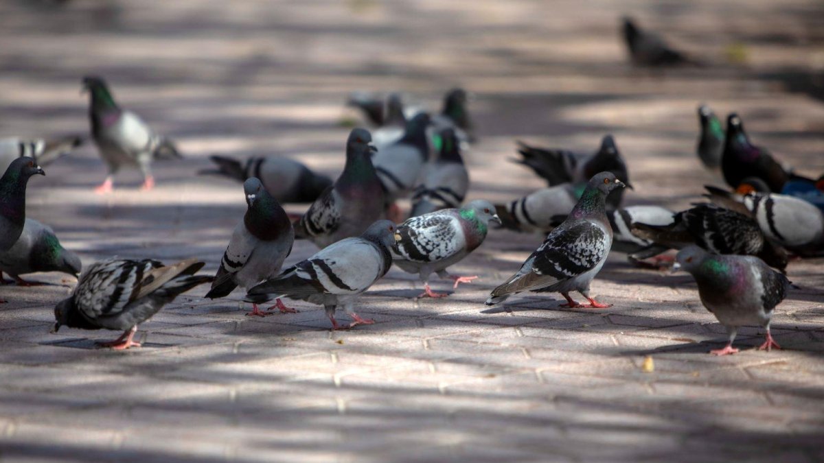 Imagen de un grupo de palomas en Tarragona. Cedida