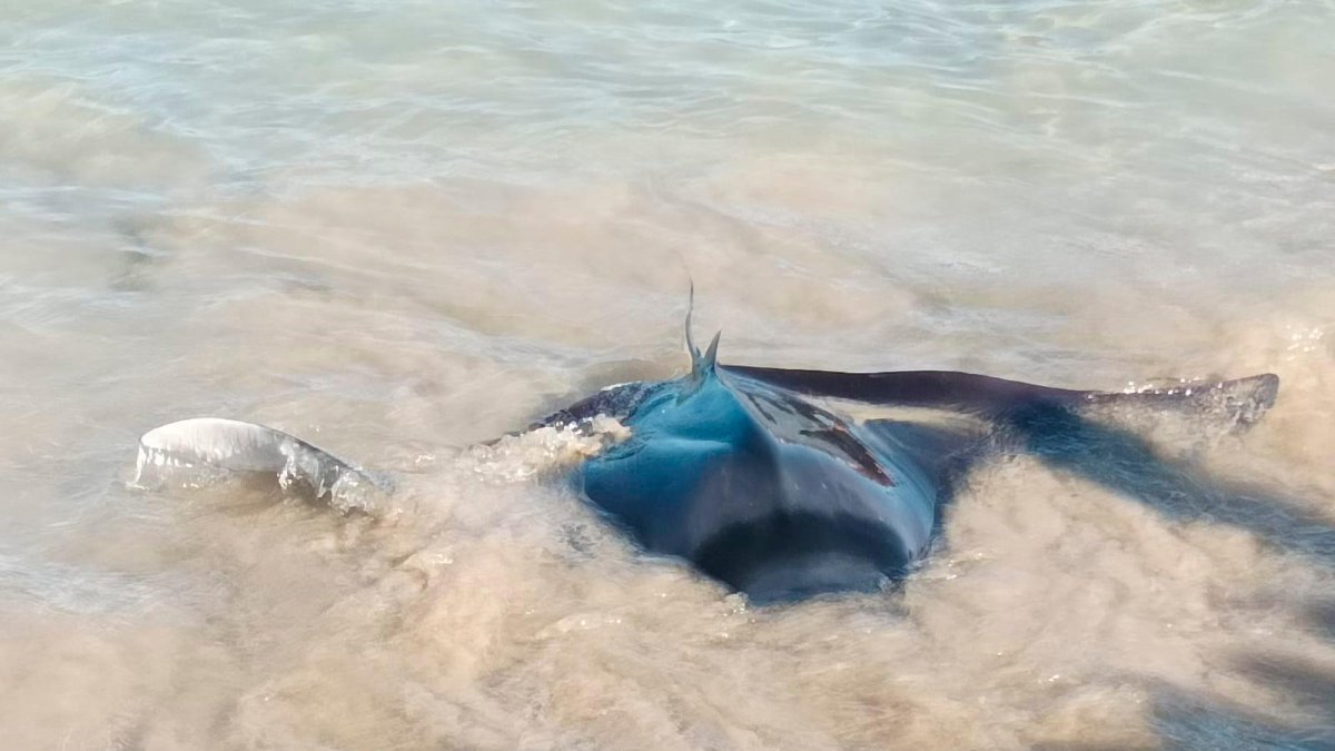 Bandera roja en la playa de La Pineda por la aparición de una mantarraya gigante
