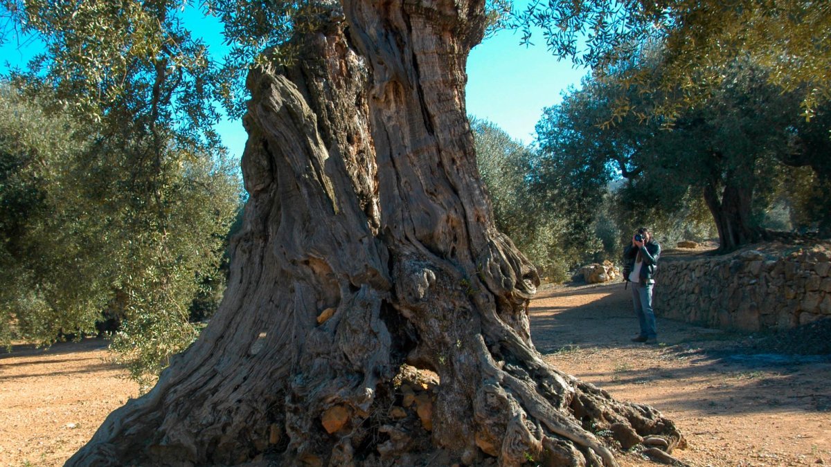Tronc d’un exemplar d’olivera monumental del Montsià.