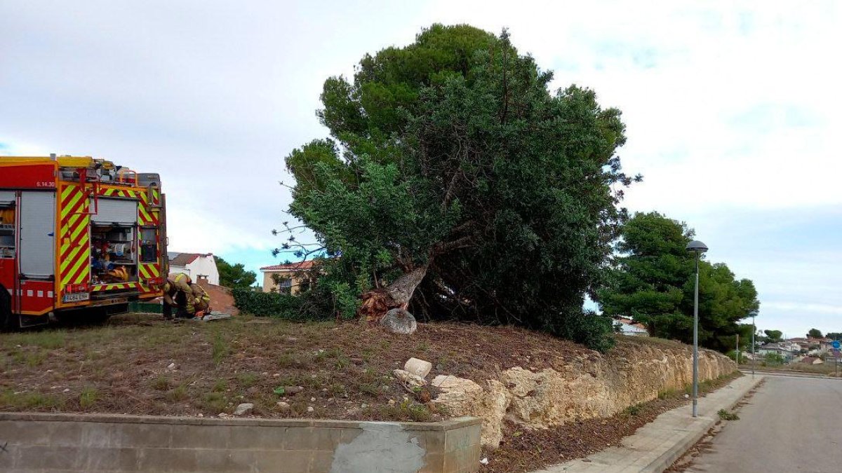 El viento tiró un árbol en Cunit.