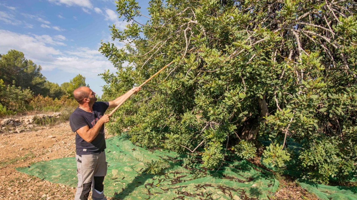 Cunillera, dando palos al algarrobo para que caiga todo el fruto.