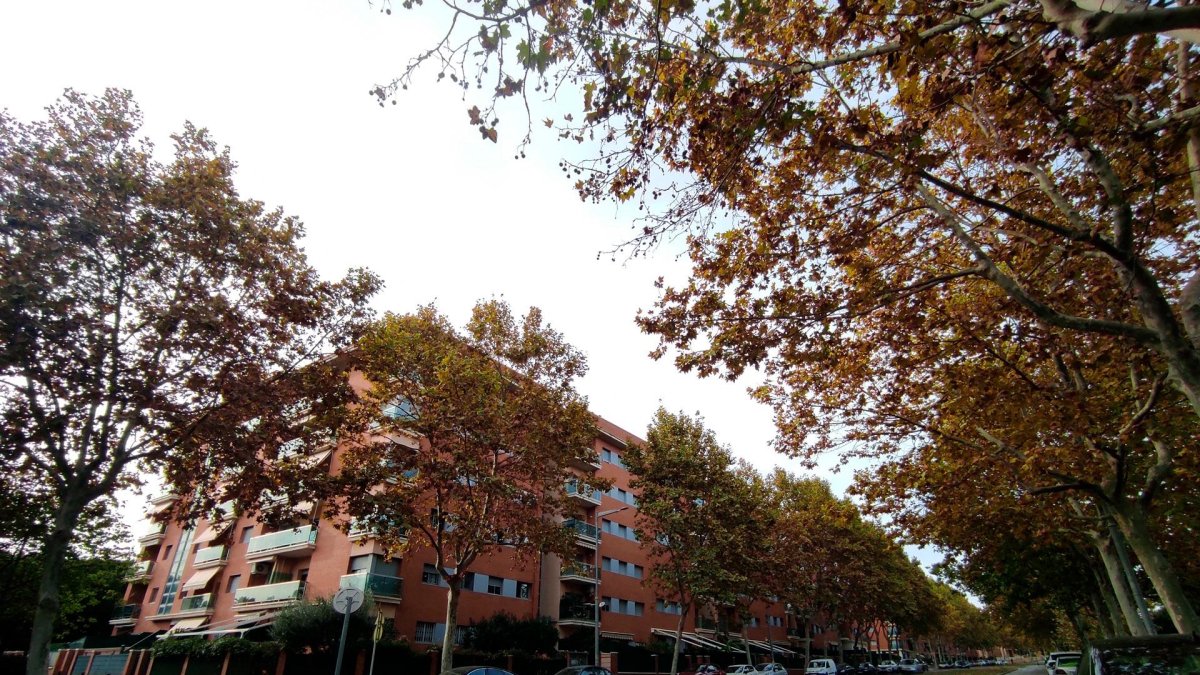 En la Rambla Nova se mejorará el arbolado.