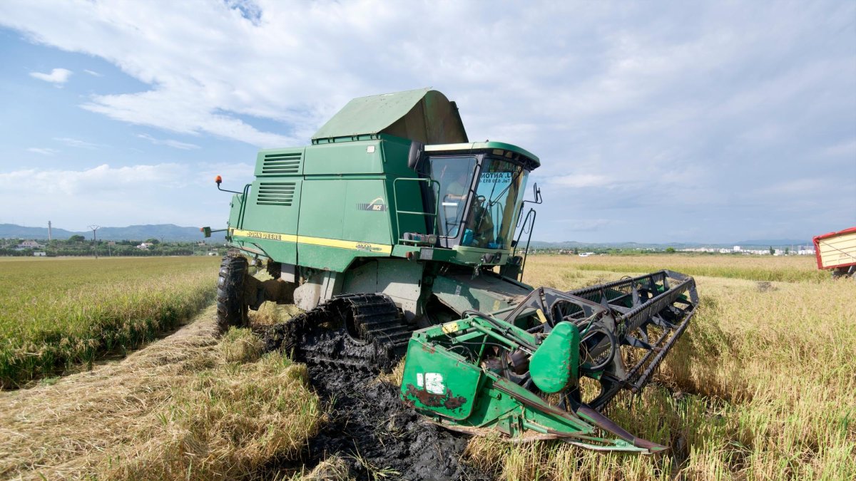 El sector de l’arròs al Delta es troba actualment en plena campanya de la sega.