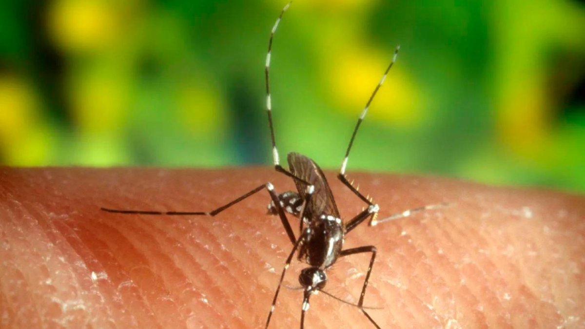 El virus del Nilo lo transmiten los mosquitos a través de sus picaduras.