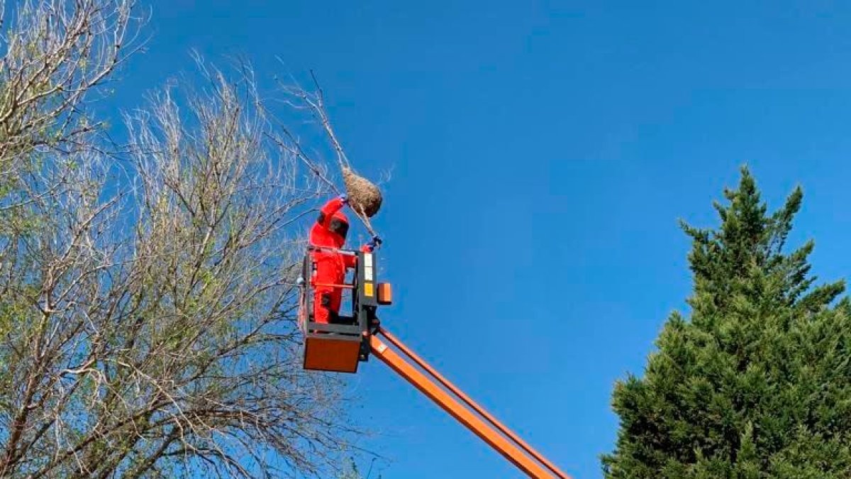 Retiran un nido de avispa asiática en Segur de Calafell