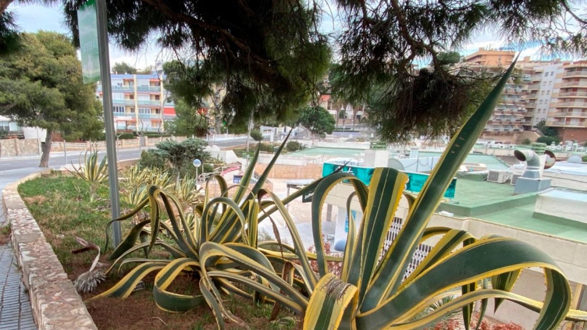 Los parterres con las plantas invasoras