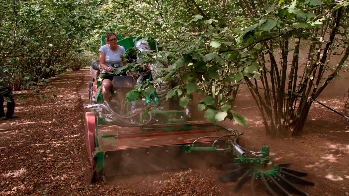 La pagesa Irene Gomis ‘escombrant’ les avellanes de la seva masia.