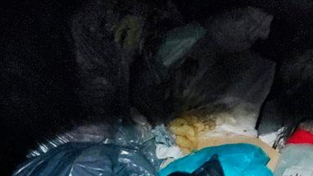 Uno de los perrillos dentro del contenedor.