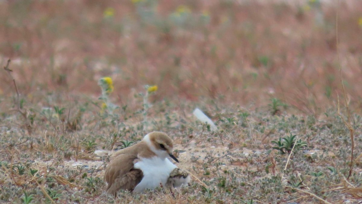El pollo de chorlitejo junto a su madre.