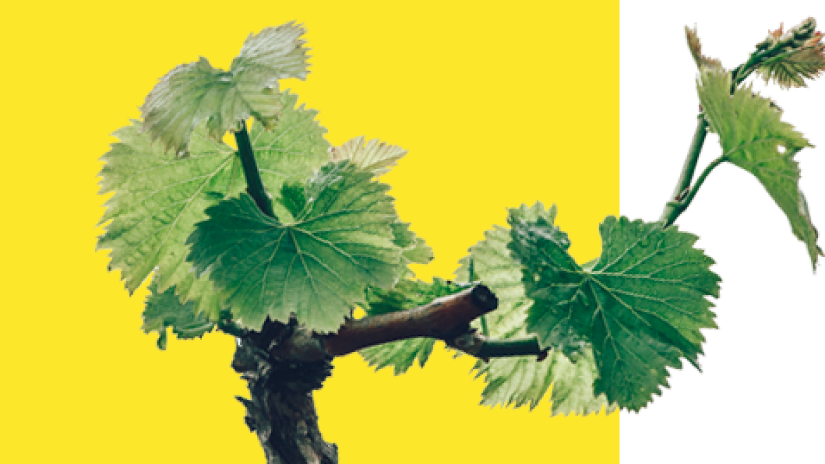 El Baix Penedès, ‘zona cero’ de la sequía en la viña