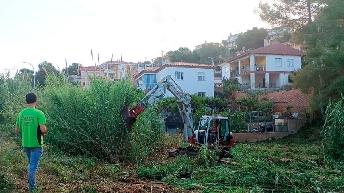 Además de arrancar las plantas debe retirarse la raíz para evitar que se reproduzca.