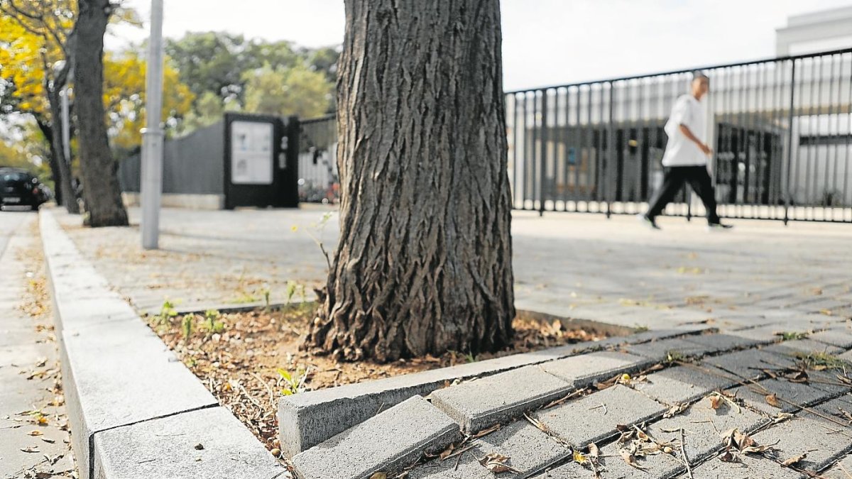 Las raíces de árboles suelen ser la causa del mal estado de aceras.