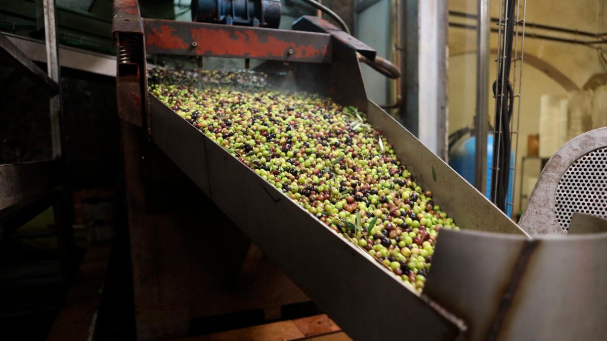 Maquinaria en la cooperativa de Maspujols, en el Baix Camp.