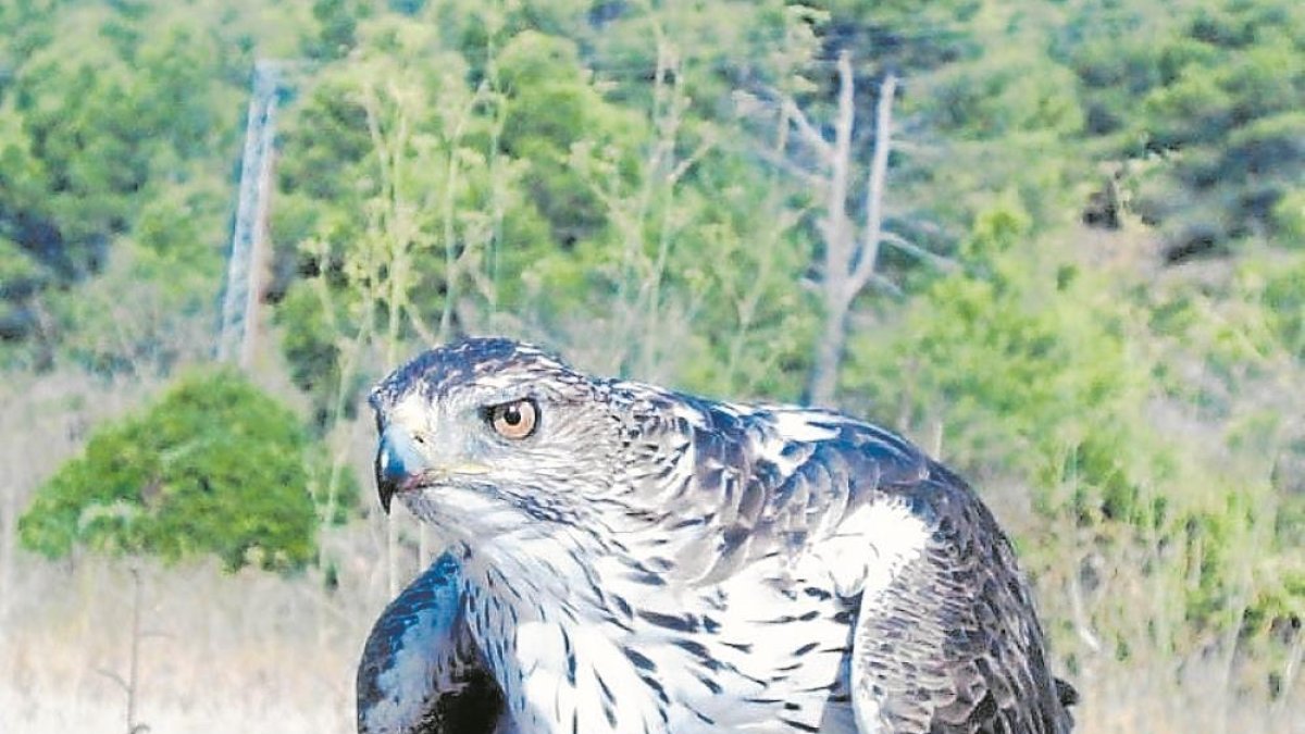 Imatge d’una de les dues àligues cuabarrades que volen per la zona i s’alimenten dels coloms que hi ha al molí.